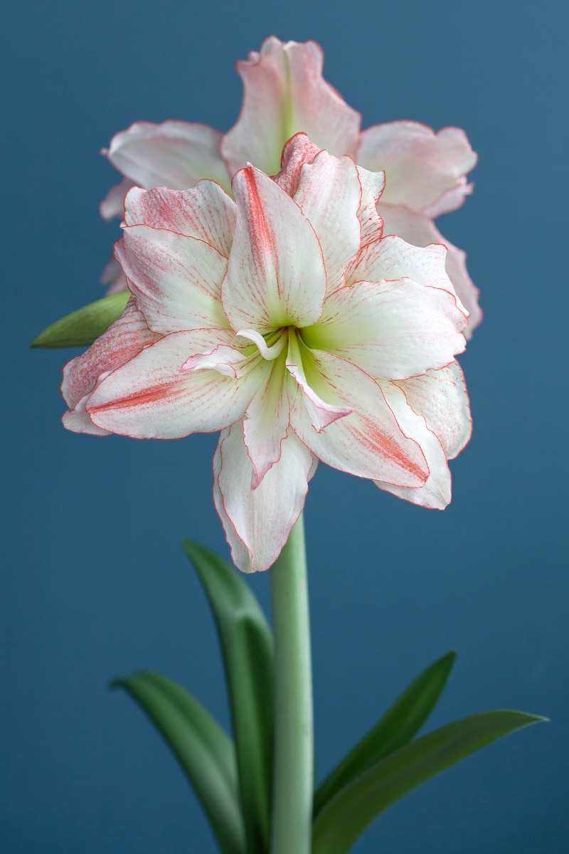 Amaryllis à fleurs doubles