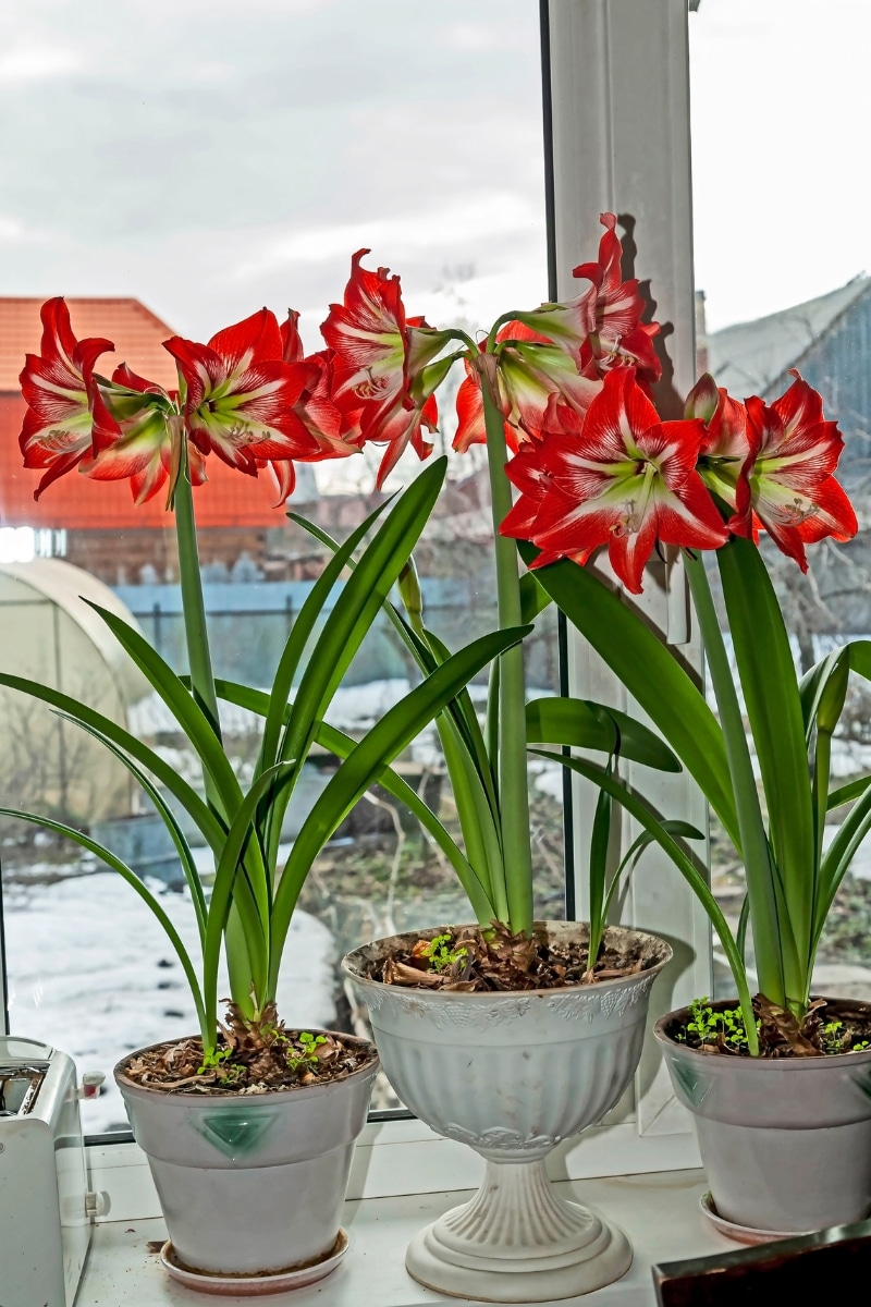 Amaryllis à grandes fleurs