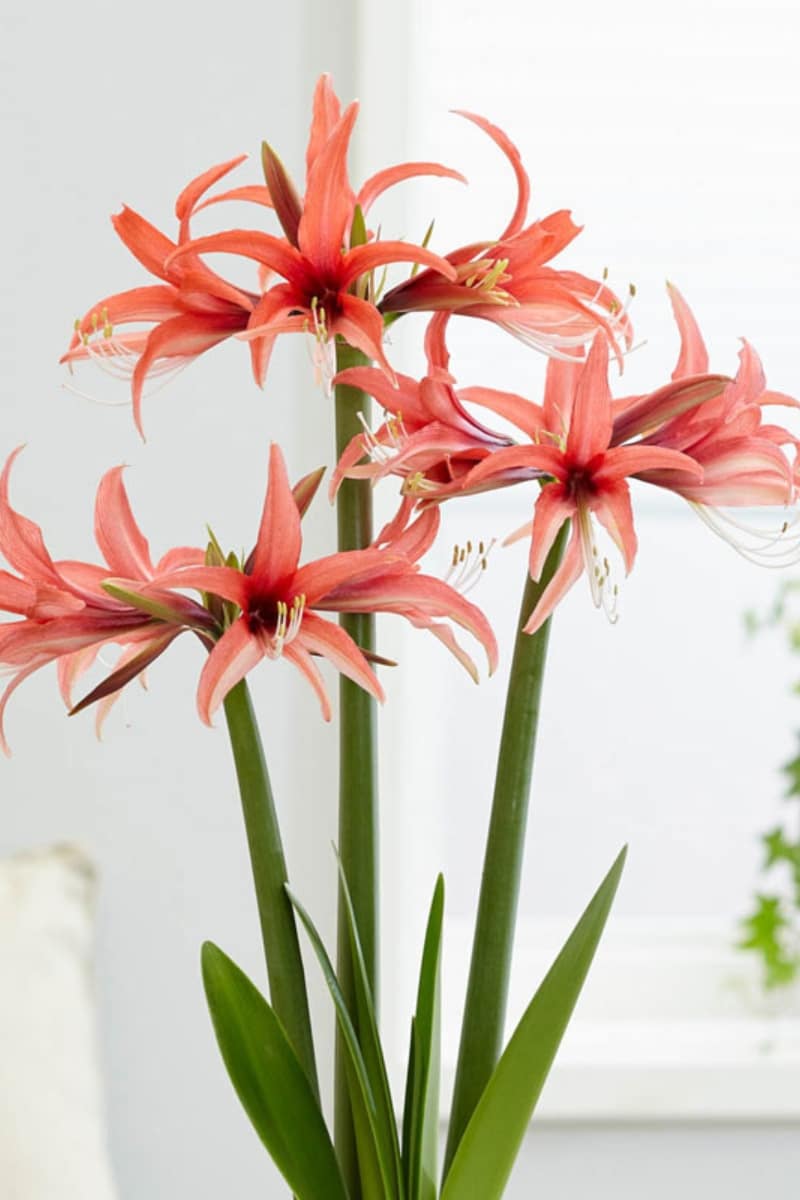 Amaryllis Cybister