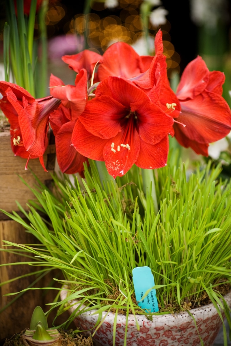 Amaryllis dans un pot