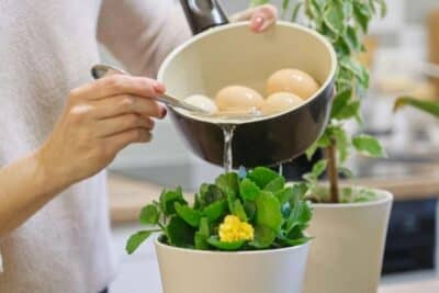 Arroser vos plantes avec l'eau de cuisson des aliments
