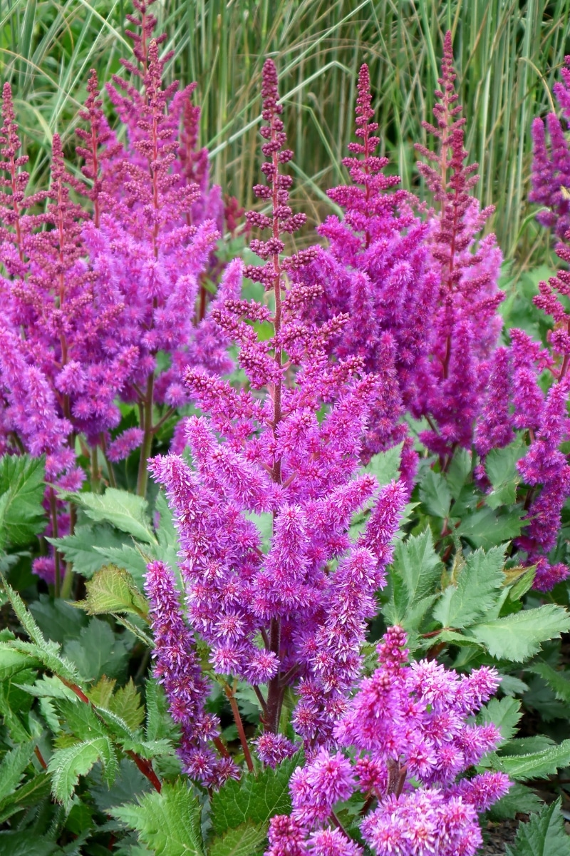 Astilbe