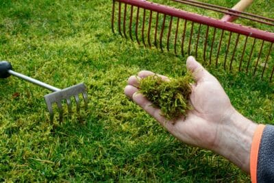 Astuces naturelles efficaces pour éliminer la mousse dans votre jardin