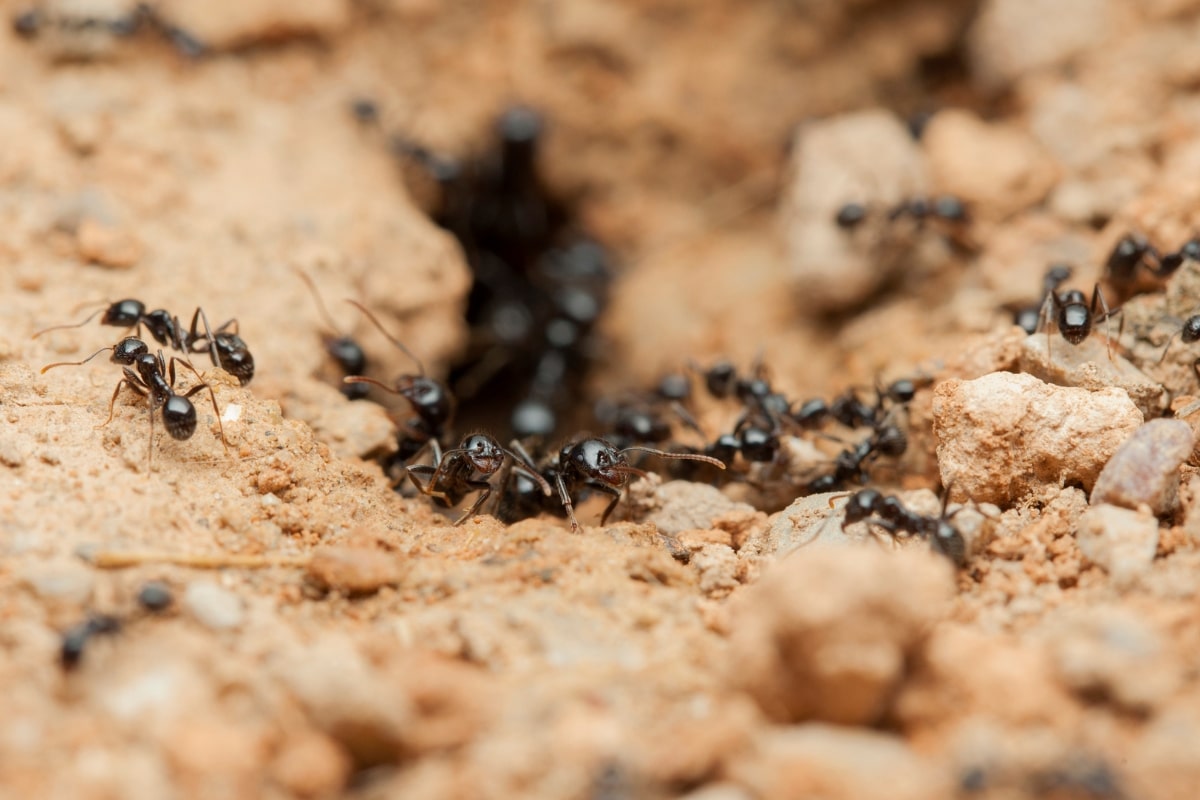 Astuces naturelles pour sauver les semis d'une invasion de fourmis