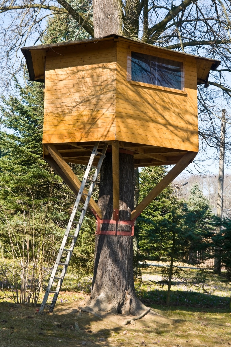 Cabane dans un arbre