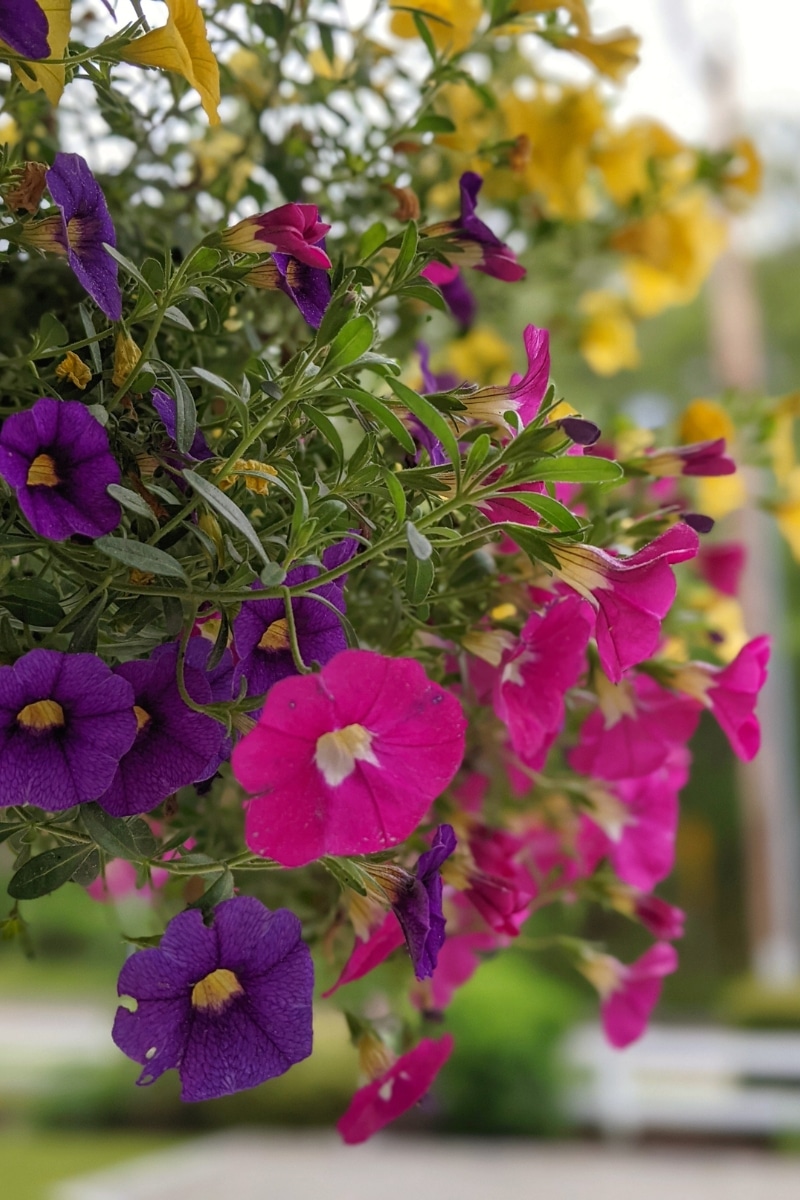 calibrachoa