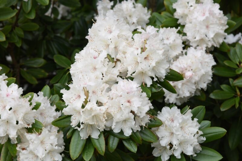 fleurs blanches