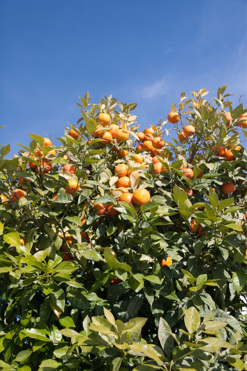 Citrus sinensis Washington Navel