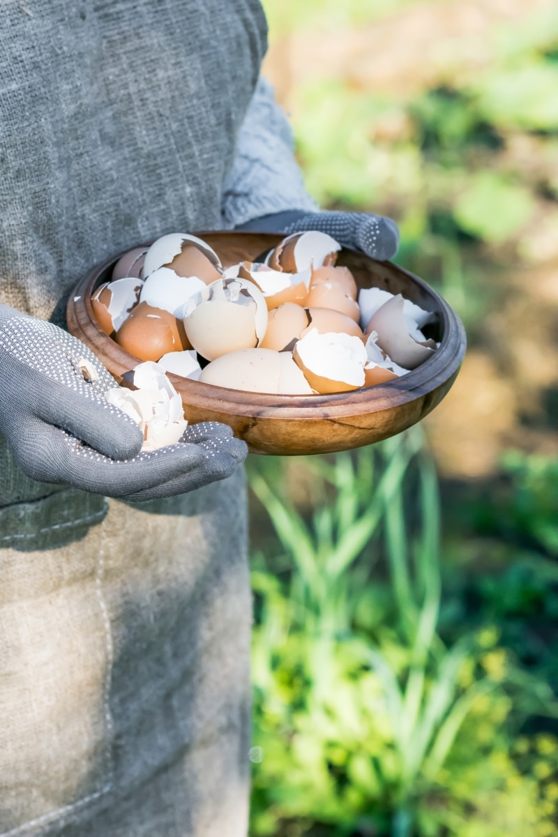 Coquilles d'œufs