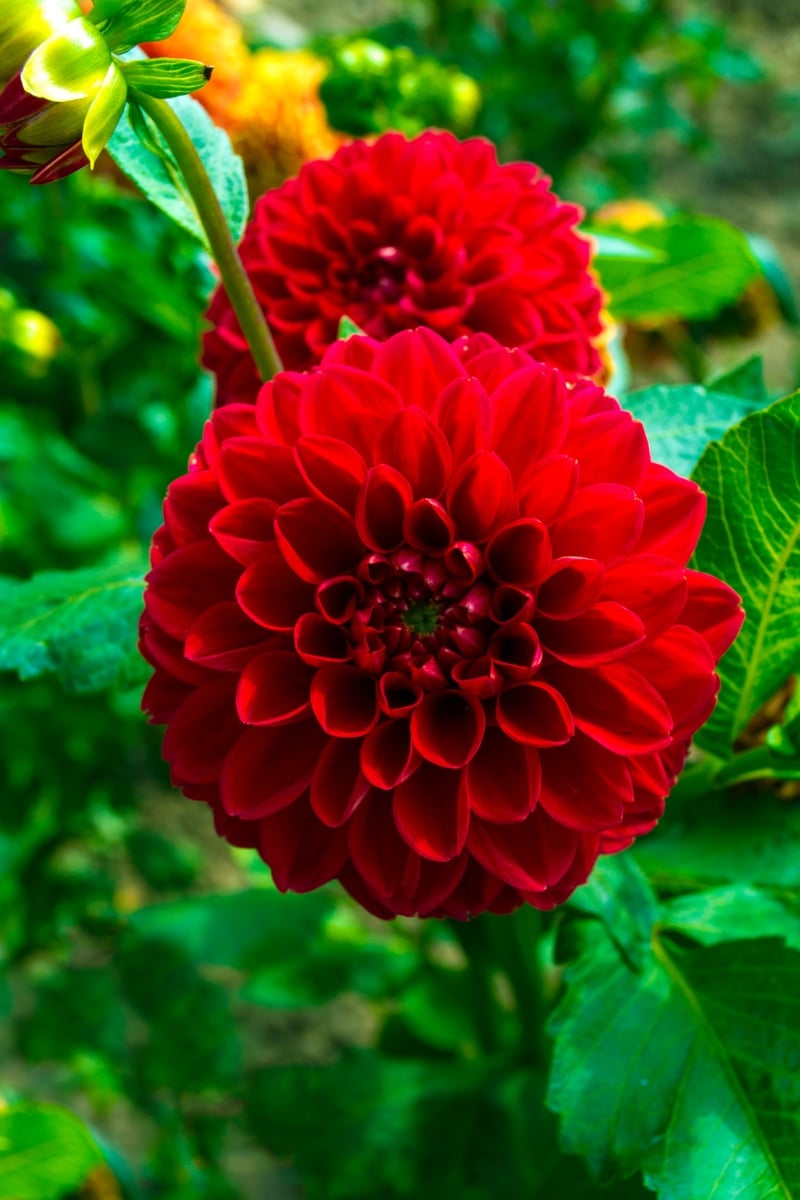 Dahlias rouges