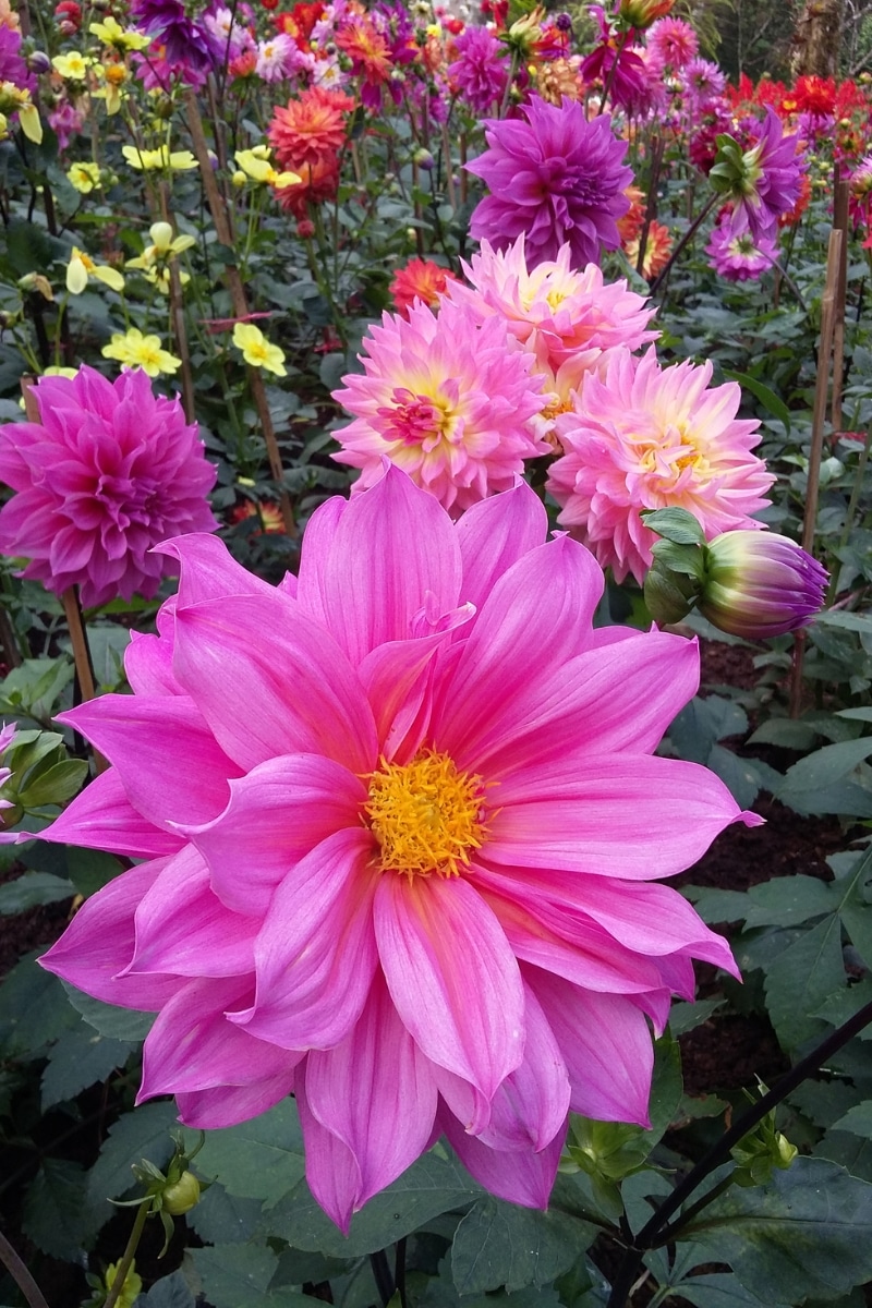 Dahlias