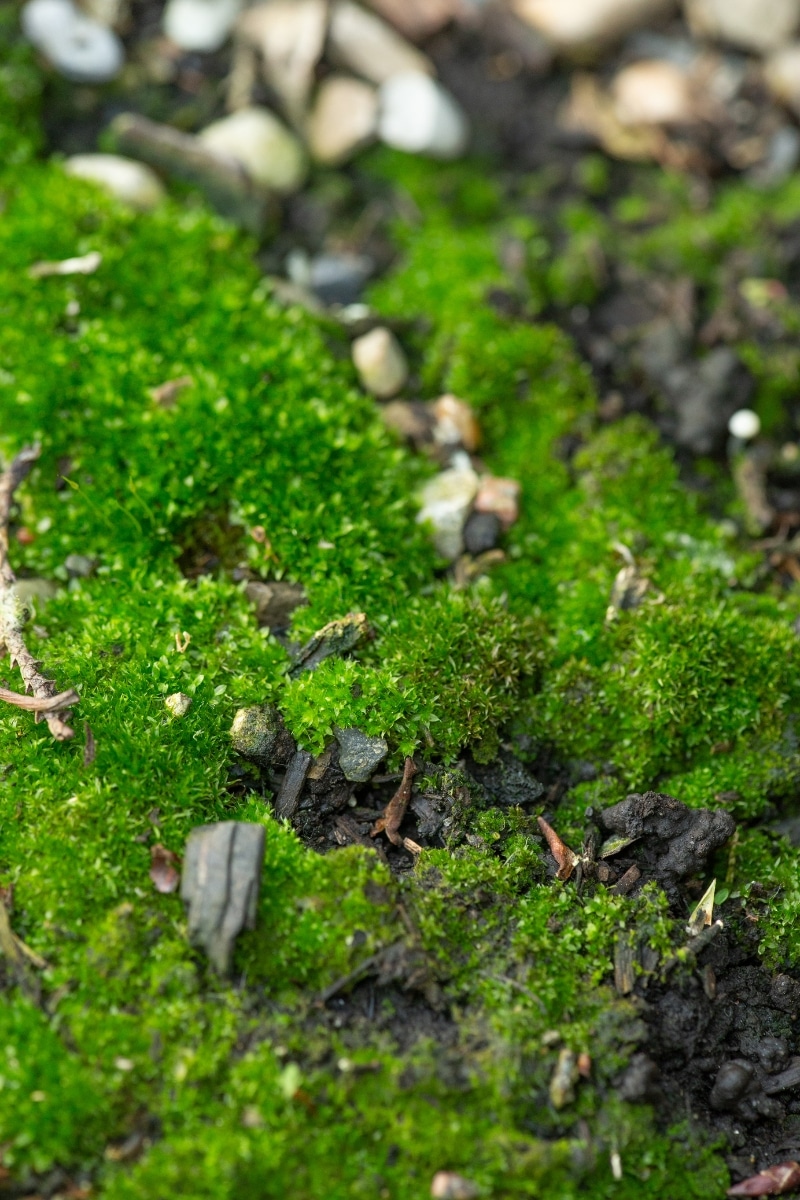 De la mousse au jardin