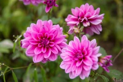 Des dahlias roses jardin