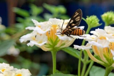 Des fleurs pour attirer les papillons dans votre jardin en printemps