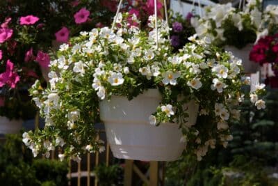 Des fleurs pour jardinières suspendues