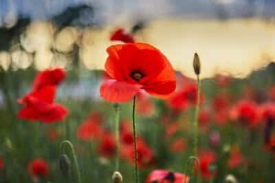 Des pavots au jardin