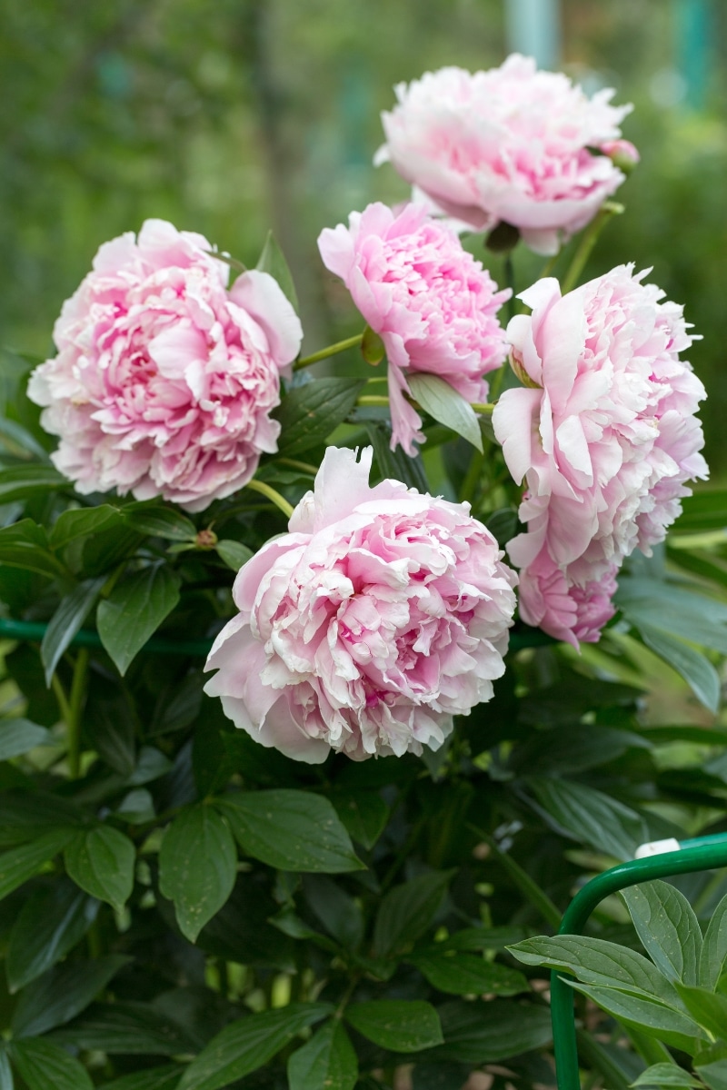 Des pivoines herbacées au jardin