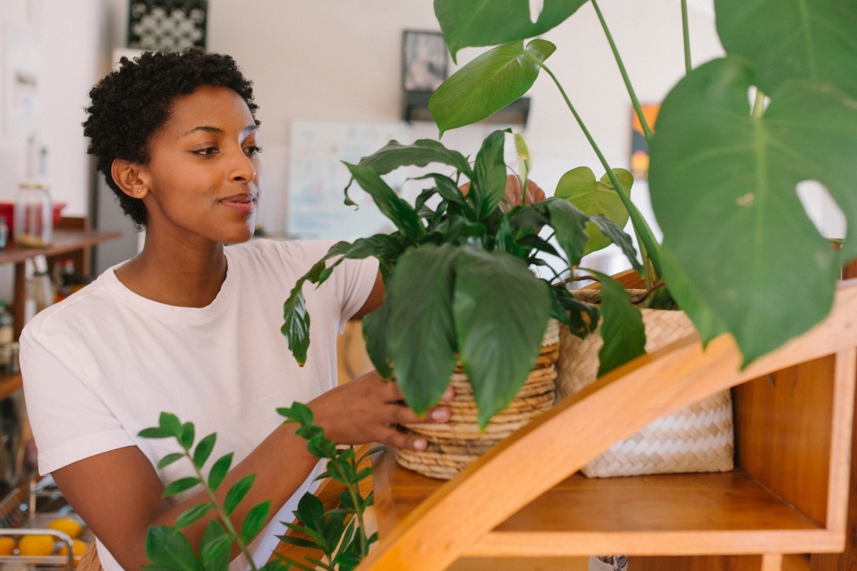 Des plantes d'intérieur qui se développent à faible luminosité