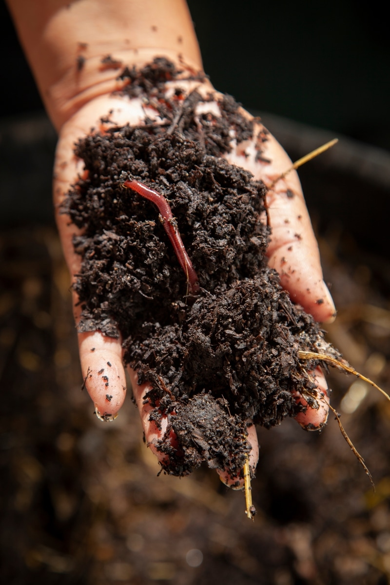 Des vers de terre dans le compost
