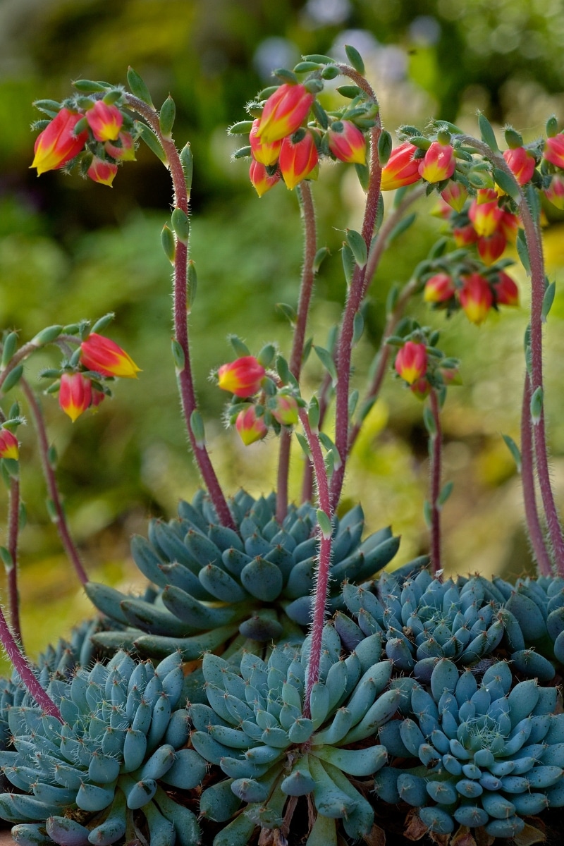 Echeveria