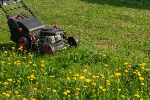 À épingler : Les pissenlits infestent votre gazon ? Les solutions naturelles pour les éliminer !