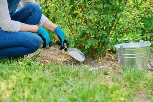À épingler : Fertiliser les rosiers en mars ? Les meilleures pratiques pour une floraison sans précédent