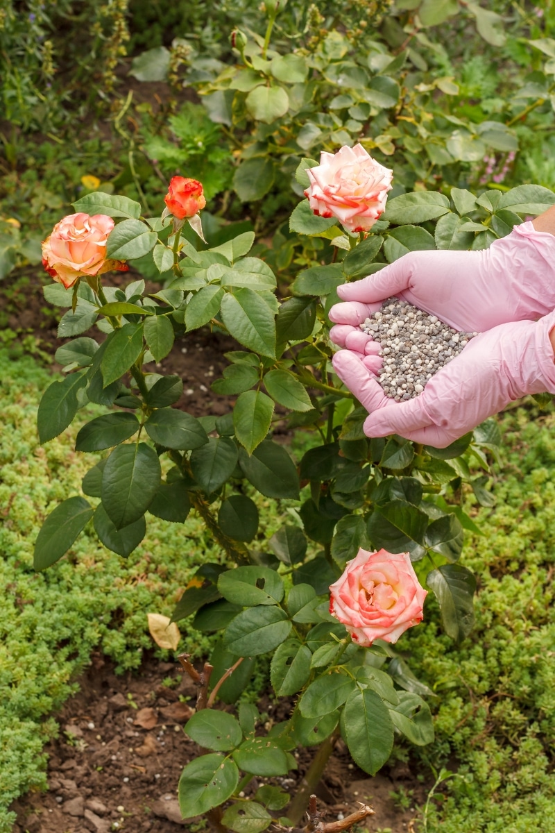 Fertiliser le sol des rosiers