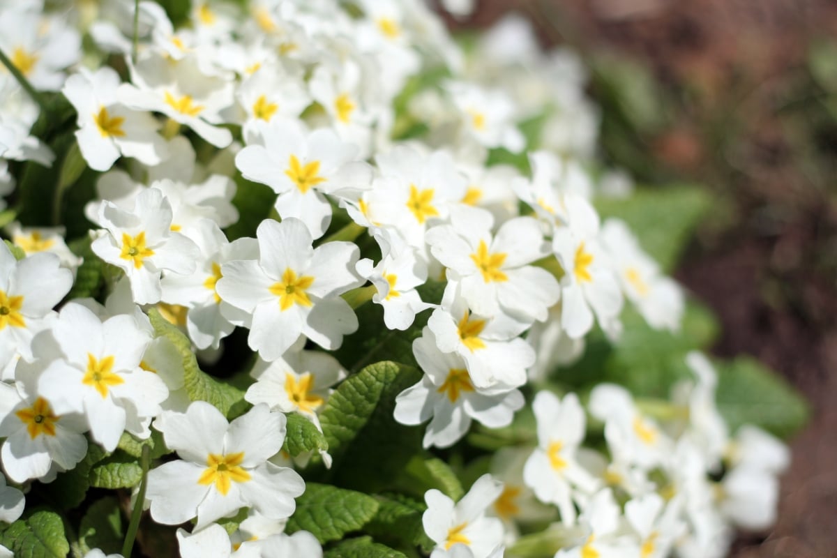 Fleurs annuelles blanches à semer en mars