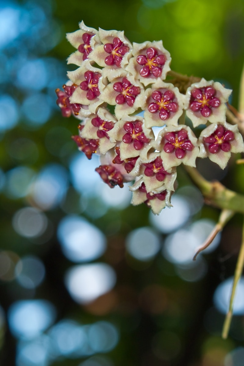 Fleurs du hoya kerii