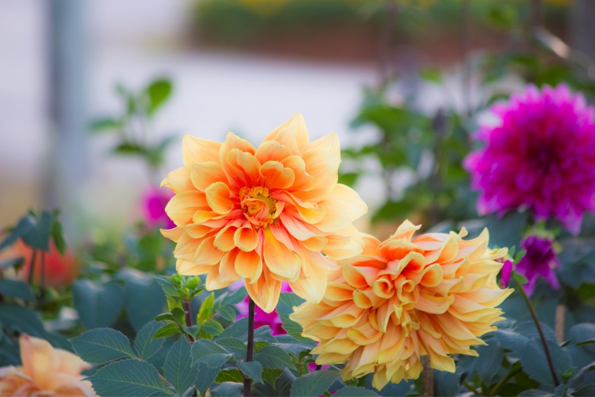 Forcer les dahlias pour une floraison précoce