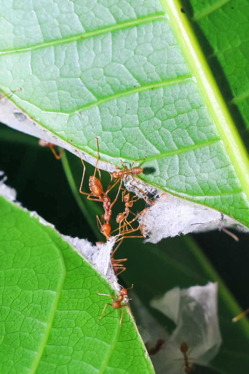 Fourmis rouges sur les feuilles d'une plante au jardin