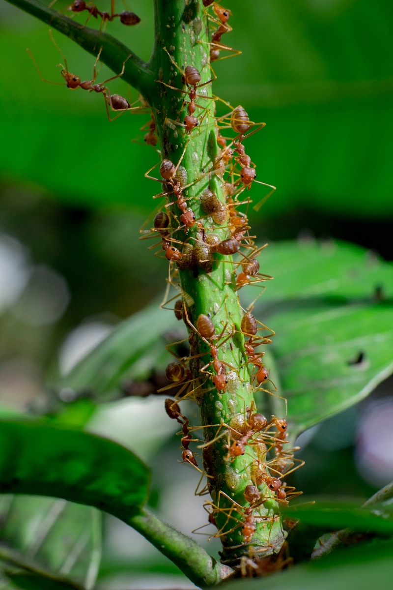 Fourmis sur un tronc d'arbre fruitier