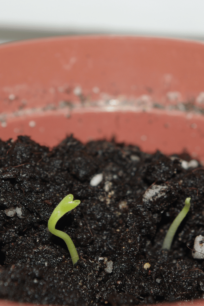 Germination des pépins d'agrumes