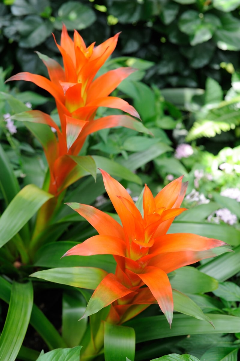 Guzmania