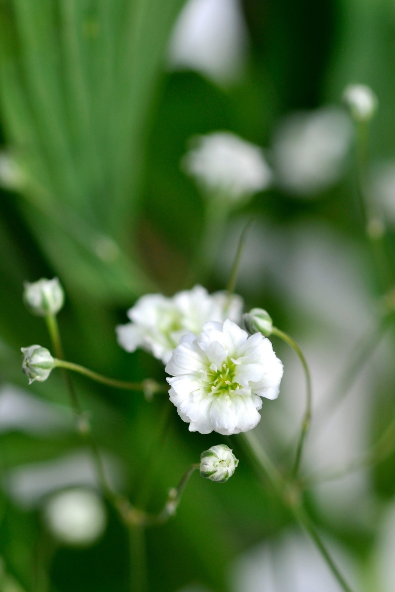 Gypsophile