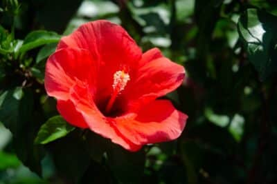 Hibiscus au jardin