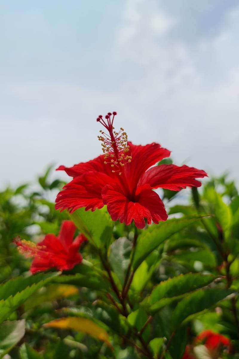 Hibiscus rosa-sinensis