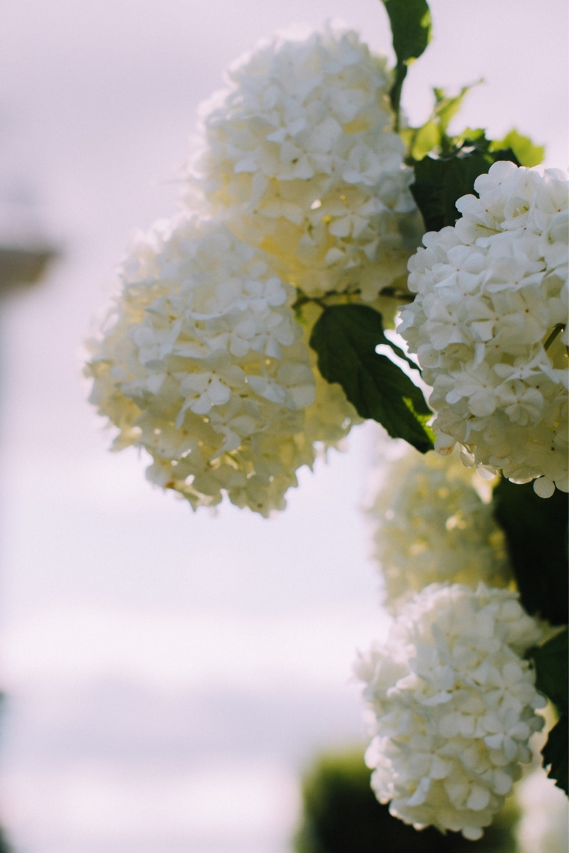 Hortensias