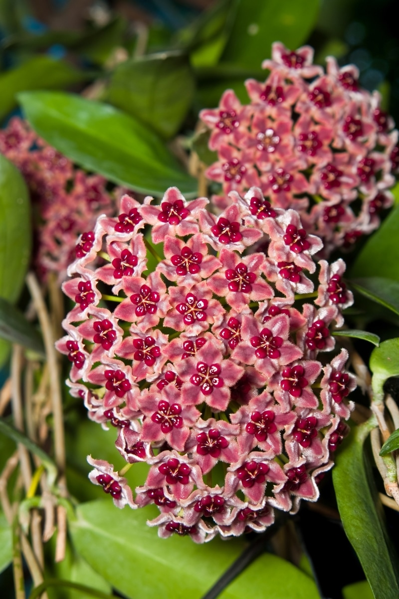 hoya en fleur