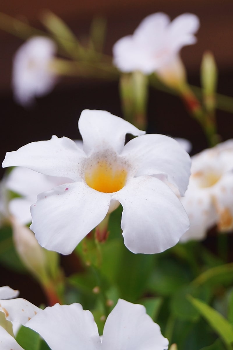 Impatiens blanc