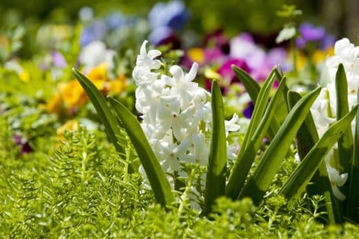 À épingler : Jardin : 3 plantes fleuries incontournables pour un extérieur éclatant dès mars !