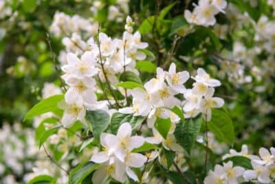 Jasmin au jardin