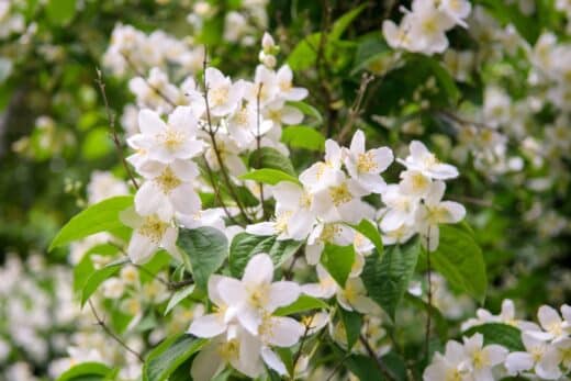 À épingler : 5 arbustes parfumés incontournables pour embellir votre jardin