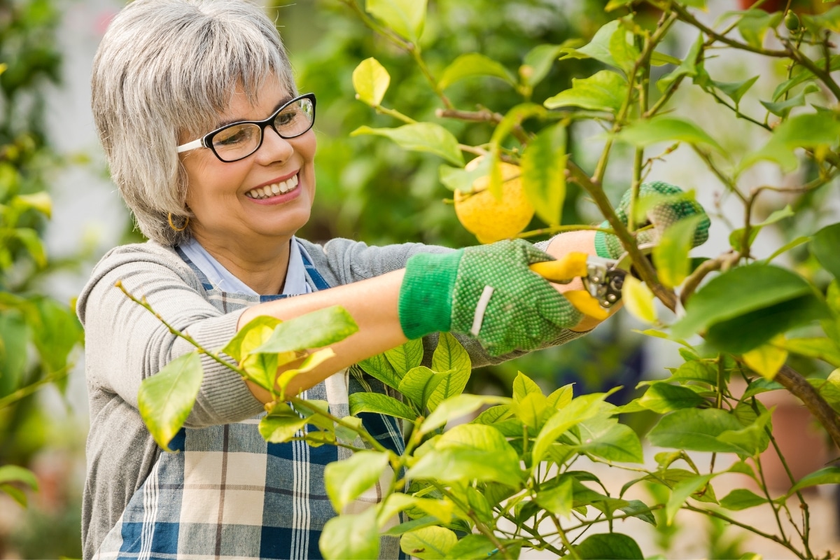 La meilleure période pour tailler un citronnier