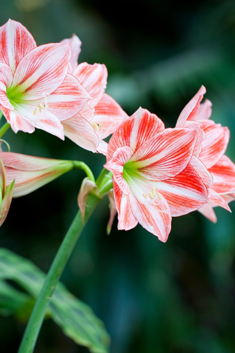 L'Amaryllis