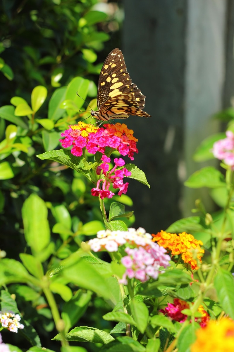 Lantanier au jardin