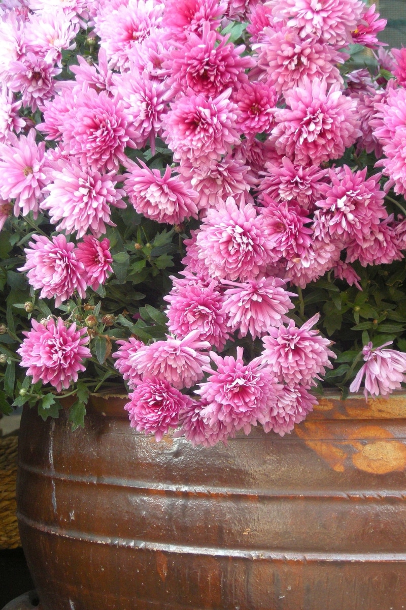 Le Chrysanthème