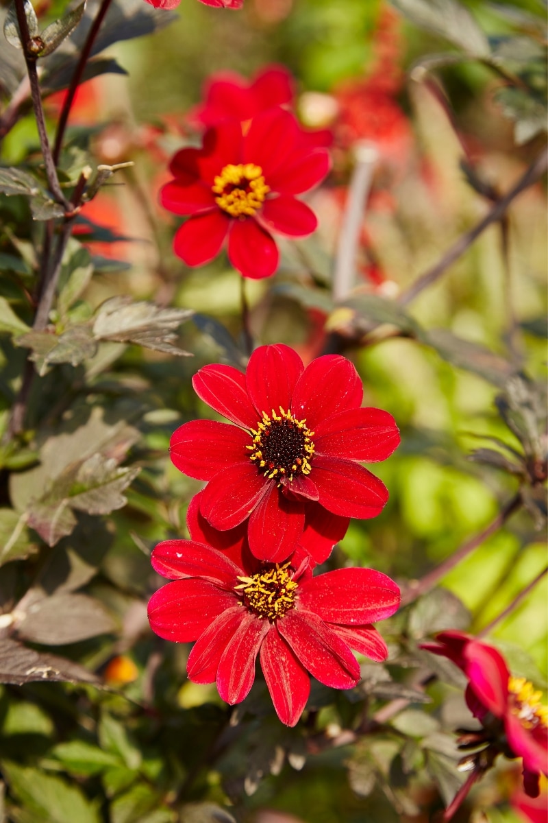 Le dahlia « Bishop of Oxford »