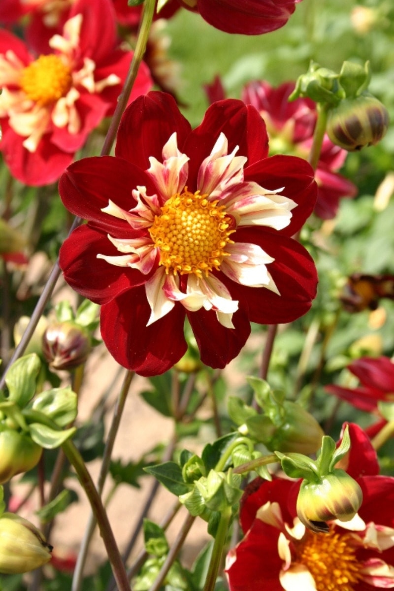 le Dahlia « Raissa »