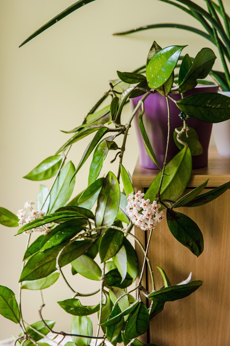 Le hoya en pot en intérieur